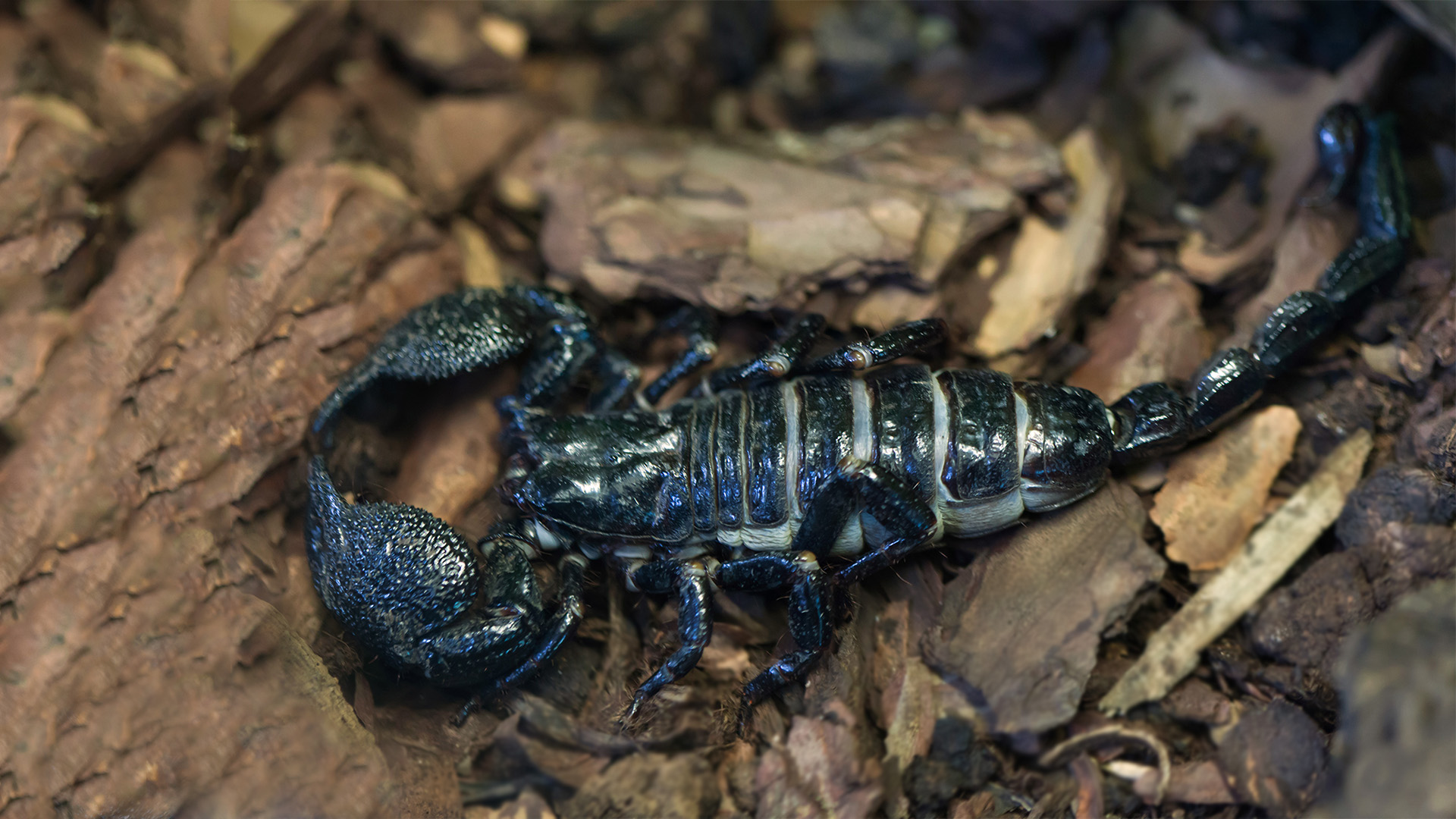 Buy Emperor Scorpion Venom Online