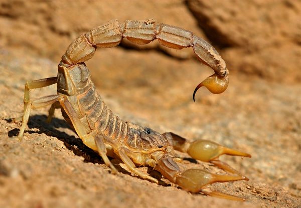 Buy Buthus Occitanus Scorpion Venom