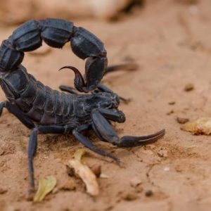 Buy Androctonus Crassicauda Venom Scorpion