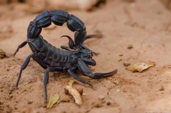Buy Androctonus Crassicauda Venom Scorpion
