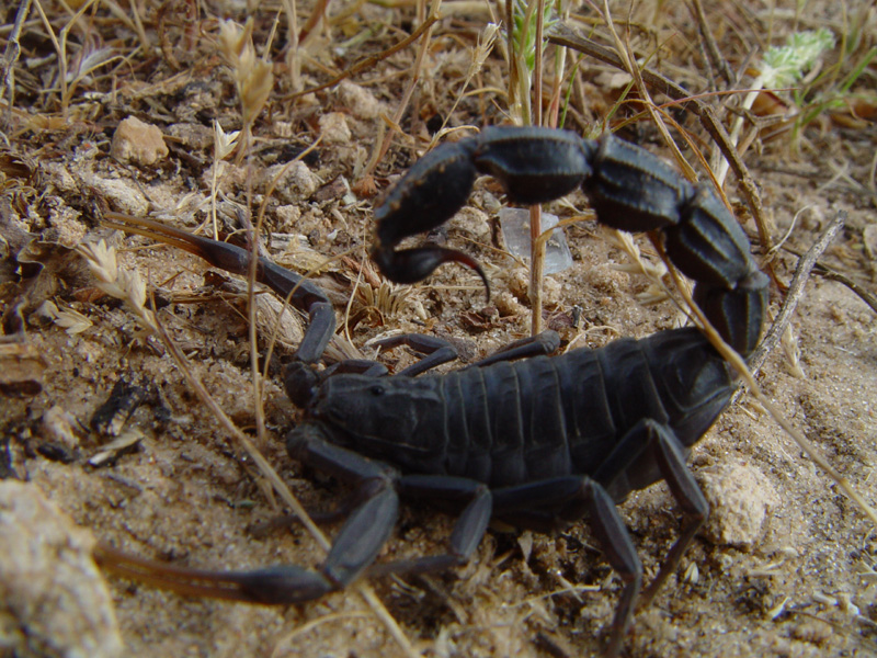 Buy Moroccan Black Thick-tailed Scorpion Venom
