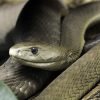 Buy Dendroaspis Polylepis venom online