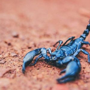 Buy Blue Scorpion Venom online