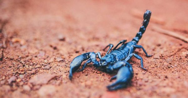 Buy Blue Scorpion Venom online