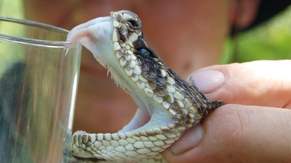 King Cobra Snake Venom