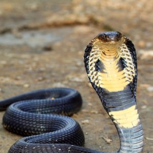 Buy King Cobra Snake Venom online