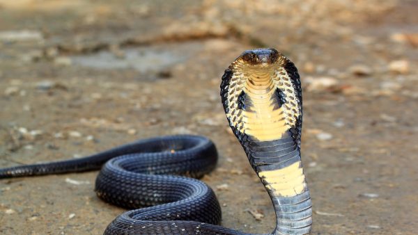 Buy King Cobra Snake Venom online